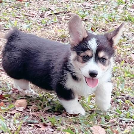 Craigslist welsh corgi. Things To Know About Craigslist welsh corgi. 